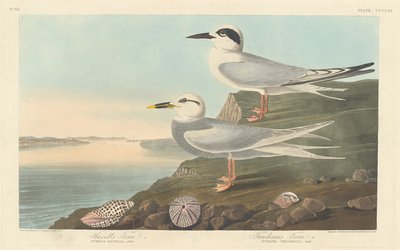 Havells tern og Trudeaus tern, 1838. av Robert Havell