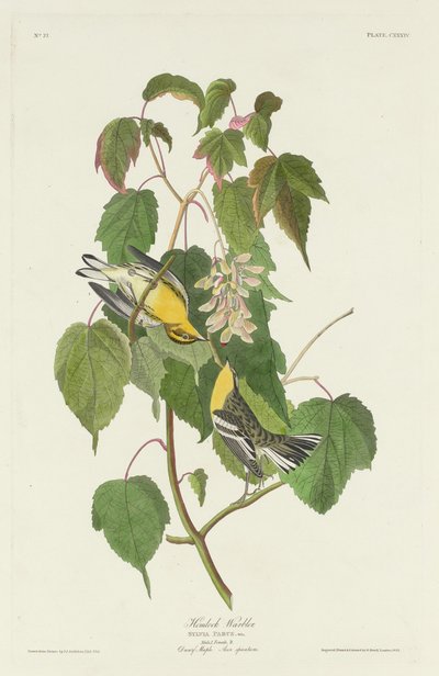 Hemlock Warbler, 1832. av Robert Havell