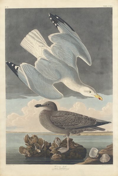 Sildemåke, 1836. av Robert Havell