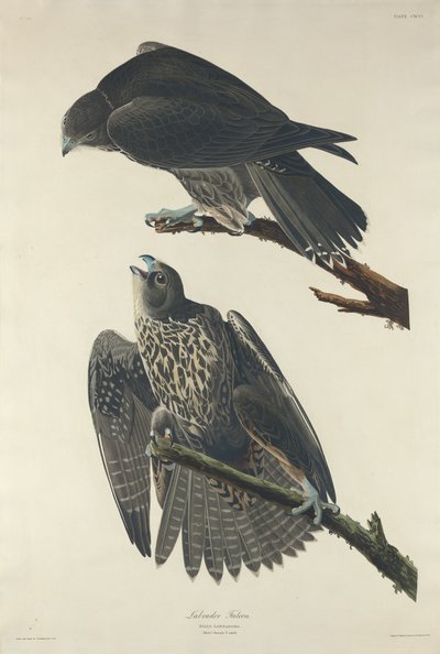 Labrador Falcon, 1834. norvegian av Robert Havell