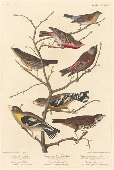 Lazuli Finch, 1838. av Robert Havell