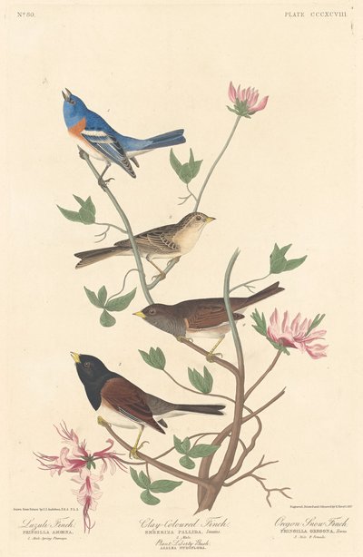 Lazuli Finch, Clay-colored Finch og Oregon Snow Finch, 1837. av Robert Havell