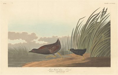 Minste vannhøne, 1836. av Robert Havell