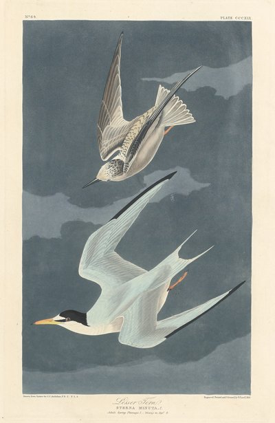 Lesser Tern, 1836. av Robert Havell