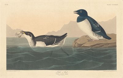 Lilleauk, 1836. av Robert Havell