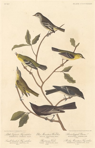 Lille tyrannfluesnapper, småhodet fluesnapper, blåfjellsanger.., 1838. av Robert Havell