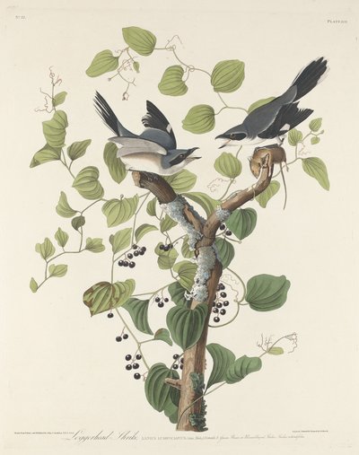 Loggerhead Shrike, 1829. av Robert Havell