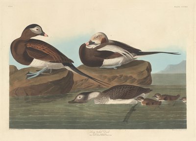 Langhaleand, 1836. av Robert Havell