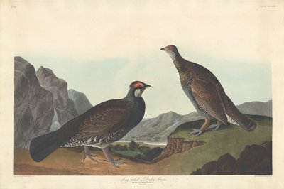 Langhale eller Dusky Grous, 1837. av Robert Havell