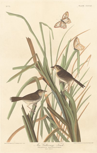 MacGillivray's Finch, 1837. av Robert Havell