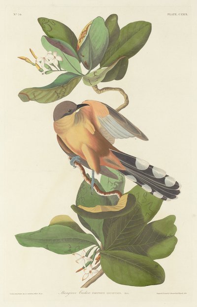 Mangrove gjøk, 1833. av Robert Havell