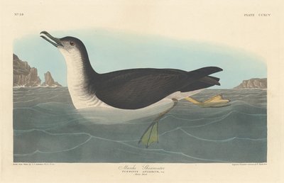 Manks Shearwater, 1836.    1164868   no       norwegian Successfully Translated  Original: Parisienne Translat: Parisienne 1312253 no norwegian Successfully Translated Original: Bandbox detail, c. 1940. Translat: Bandbox detail, c. 1940. 1168022 no norwegi av Robert Havell