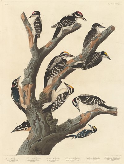 Marias spett, 1838. av Robert Havell