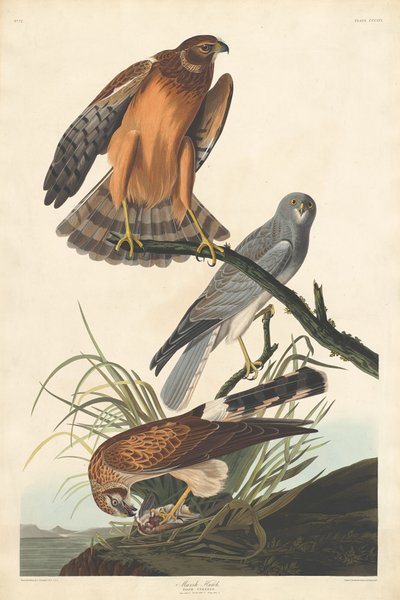 Marsh Hawk, 1837. av Robert Havell