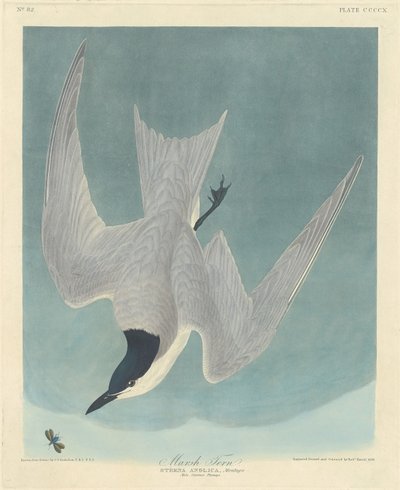 Marsh Tern, 1838. av Robert Havell