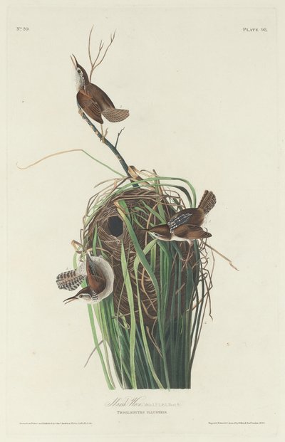 Marsh Wren, 1830. av Robert Havell