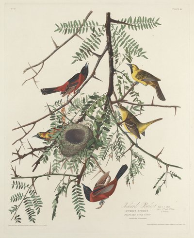 Orchard Oriole, 1828. av Robert Havell