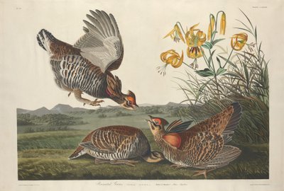 Pinned Grous, 1834. av Robert Havell