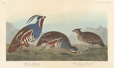Plumed Partridge og Thick-legged Partridge, 1838. av Robert Havell
