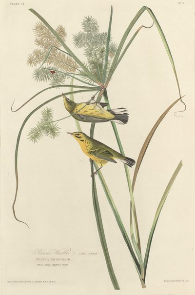 Prairie Warbler, 1827. av Robert Havell