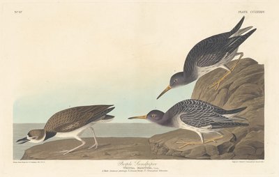 Lilla Sandpiper, 1835. av Robert Havell