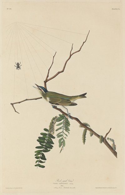 Rødøyet Vireo, 1832. av Robert Havell