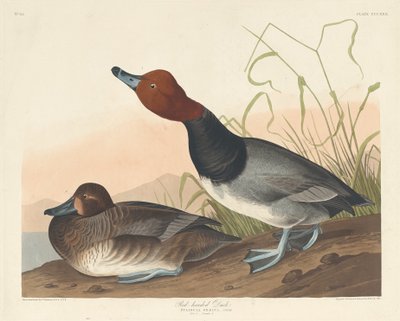 Rødhodeand, 1836. av Robert Havell