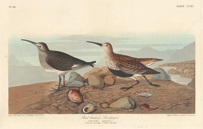 Rødrygg, 1836. av Robert Havell
