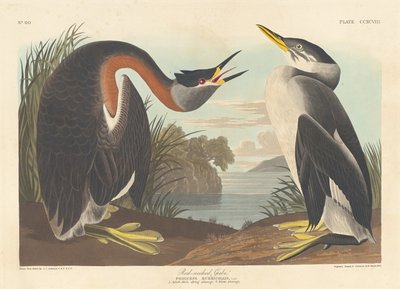 Rødhalset duppe, 1836. av Robert Havell