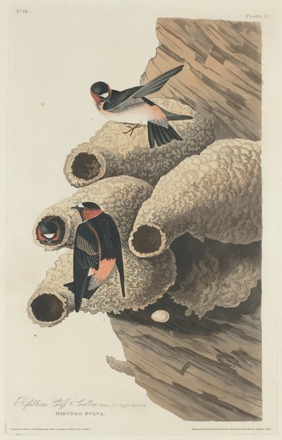 Republikansk Cliff Swallow, 1829. av Robert Havell