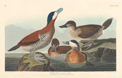 Ruddy Duck, 1836. av Robert Havell