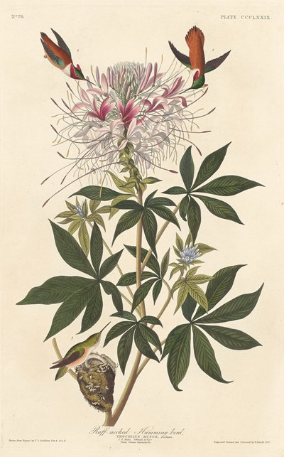 Ruffnakket kolibri, 1837. av Robert Havell