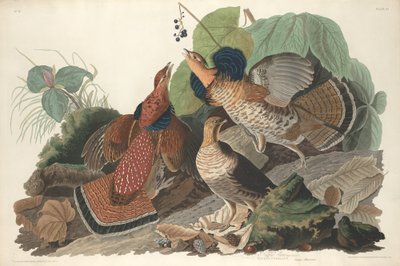 Ruffed Rype, 1828. av Robert Havell