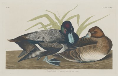 Scaup Duck, 1834. av Robert Havell
