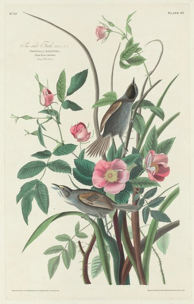 Havfink, 1830. av Robert Havell