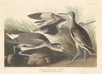 Halvpalmatisert snipe eller Willet, 1835. av Robert Havell
