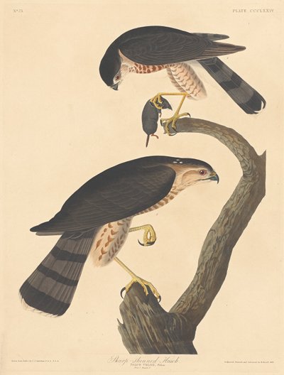 Sharp-shined Hawk, 1837. av Robert Havell