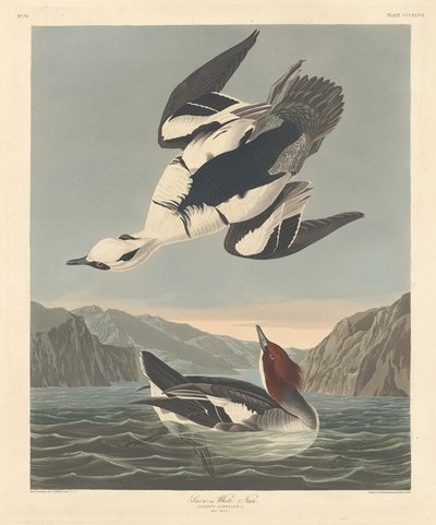 Smew eller hvit nonne, 1836. av Robert Havell