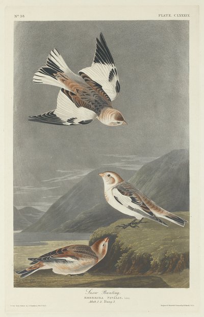 Snøspurv, 1834. av Robert Havell