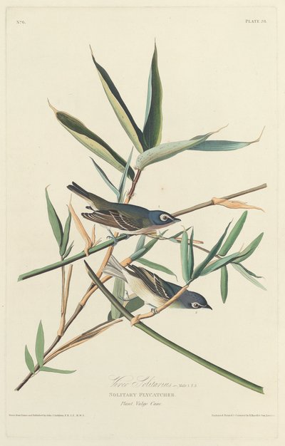 Enslig fluesnapper, 1828. av Robert Havell
