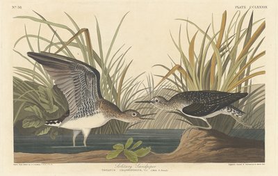 Solitary Sandpiper, 1836. av Robert Havell