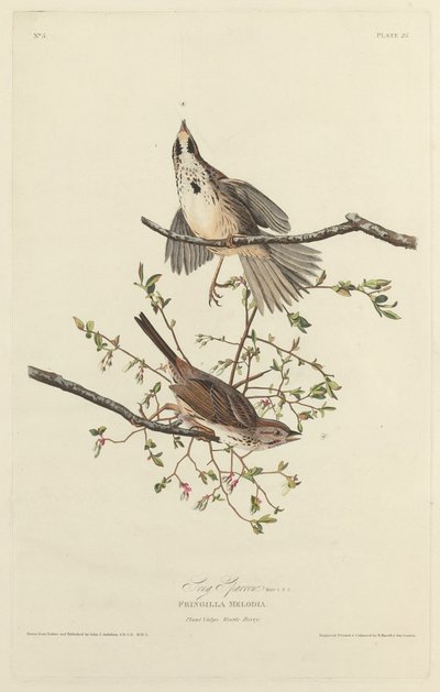 Song Sparrow, 1827. av Robert Havell