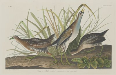 Sora eller jernbane, 1834. av Robert Havell