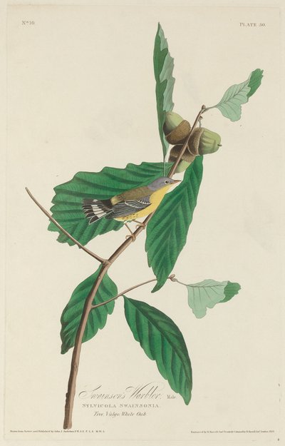 Swainson's Warbler, 1828. av Robert Havell