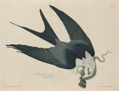 Svalehalehauk, 1829. av Robert Havell