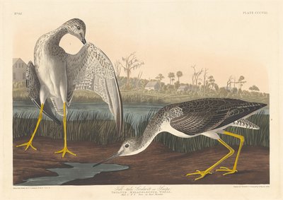 Fortellende Godwit, 1836. av Robert Havell