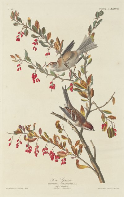Trespurv, 1834. av Robert Havell