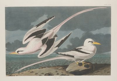 Tropic Bird, 1835. av Robert Havell