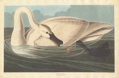 Trompetersvanen, 1838. av Robert Havell