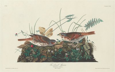 Tofarget spurv, 1831. av Robert Havell